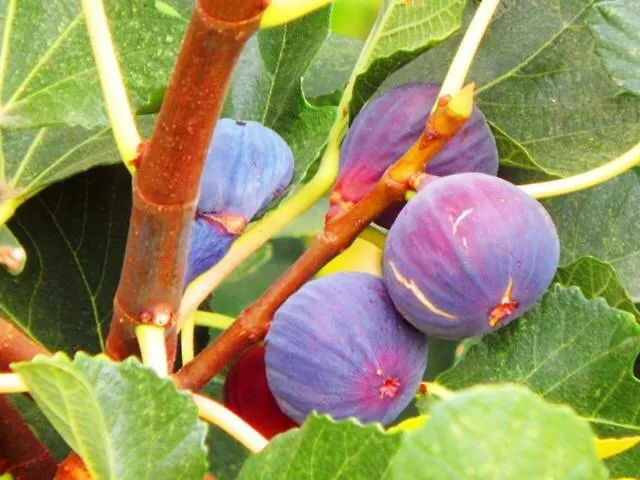 Prázdninový dům Rou Garden House