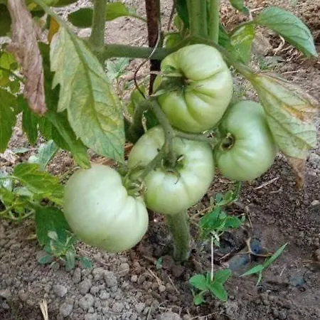 Rou Garden House Дом отдыха *