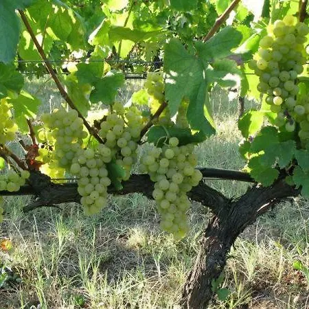 Rou Garden House Voladha