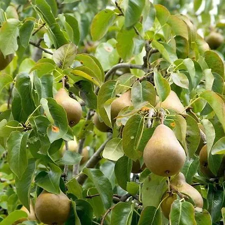 Rou Garden House * Voladha