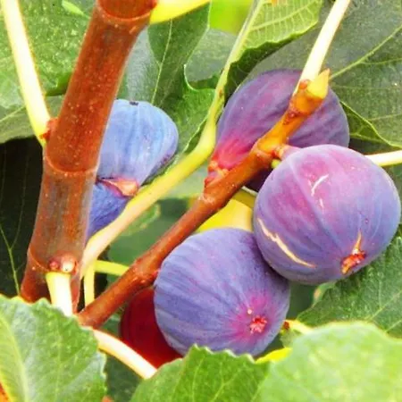 Дом отдыха Rou Garden House