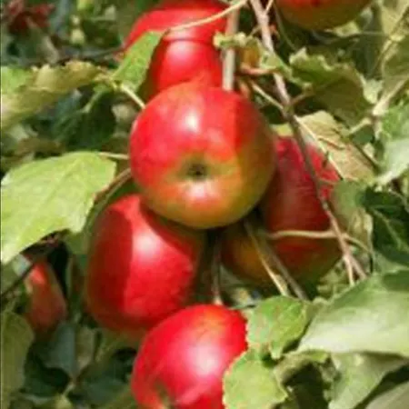 Rou Garden House * Voladha