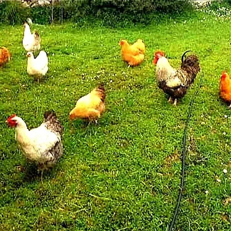 Rou Garden House * Voladha