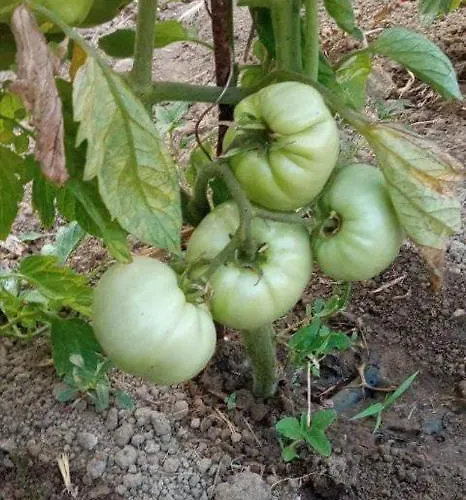 Rou Garden House 度假居 *