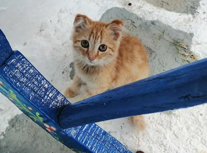 Rou Garden House 度假居 *