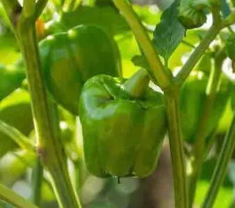 Rou Garden House 度假居 Voládha