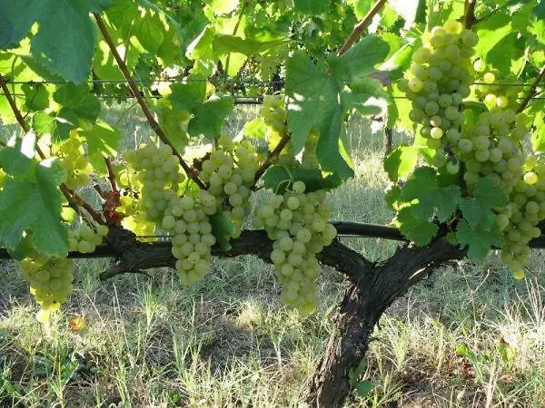 Rou Garden House Voládha