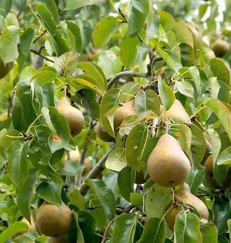 Rou Garden House * Voládha