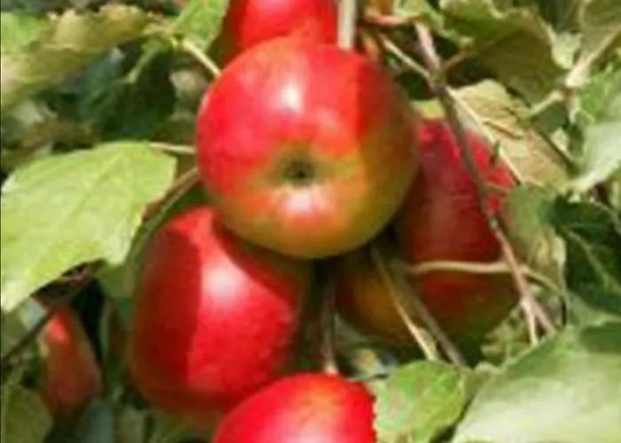 Rou Garden House * Voládha